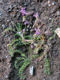 Oxytropis teres