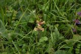 Orobanche owerinii