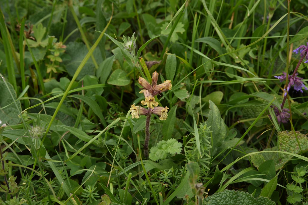 Image of Orobanche owerinii specimen.