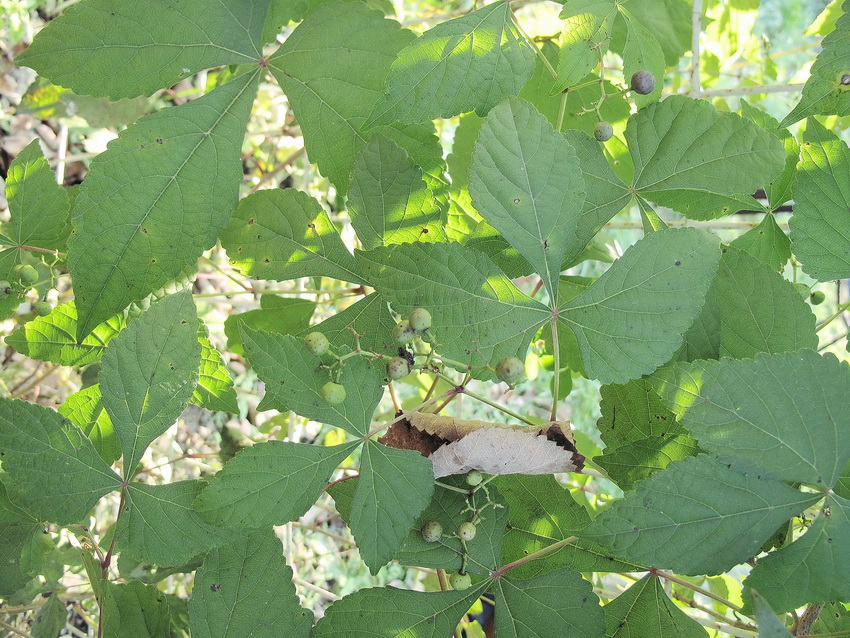 Image of genus Ampelopsis specimen.