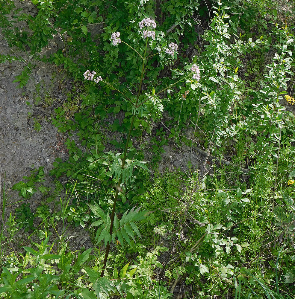 Image of Valeriana rossica specimen.