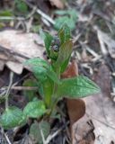 Pulmonaria obscura