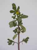 Image of taxon representative. Author is Раду Кибзий