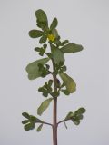 Portulaca oleracea