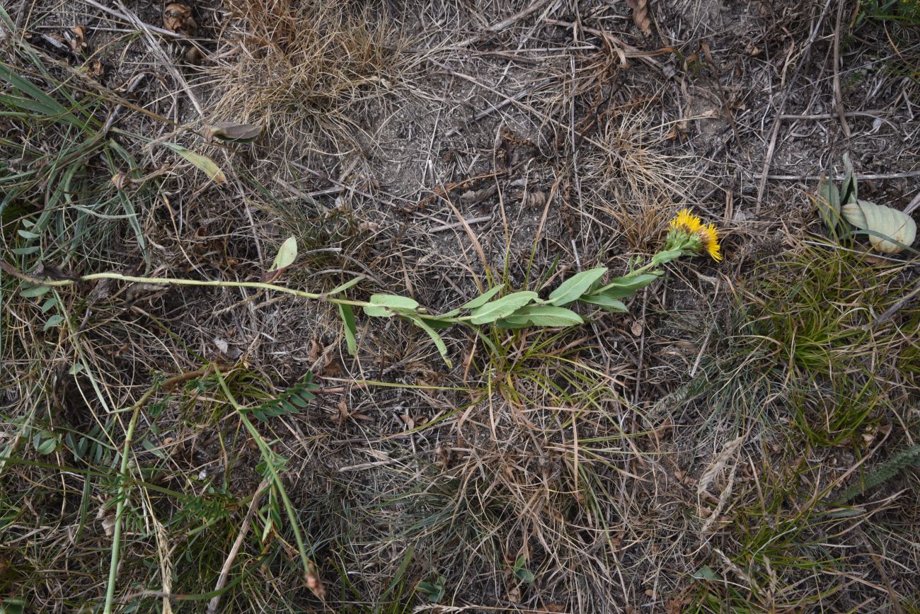 Изображение особи Inula aspera.