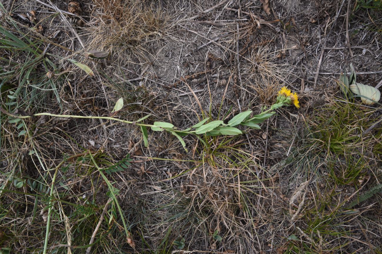 Image of Inula aspera specimen.