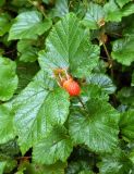 Rubus tricolor. Верхушка плодоносящего растения. Испания, Астурия, ботанический сад г. Хихо́н (Jardin Botanico Atlantico). Июль.