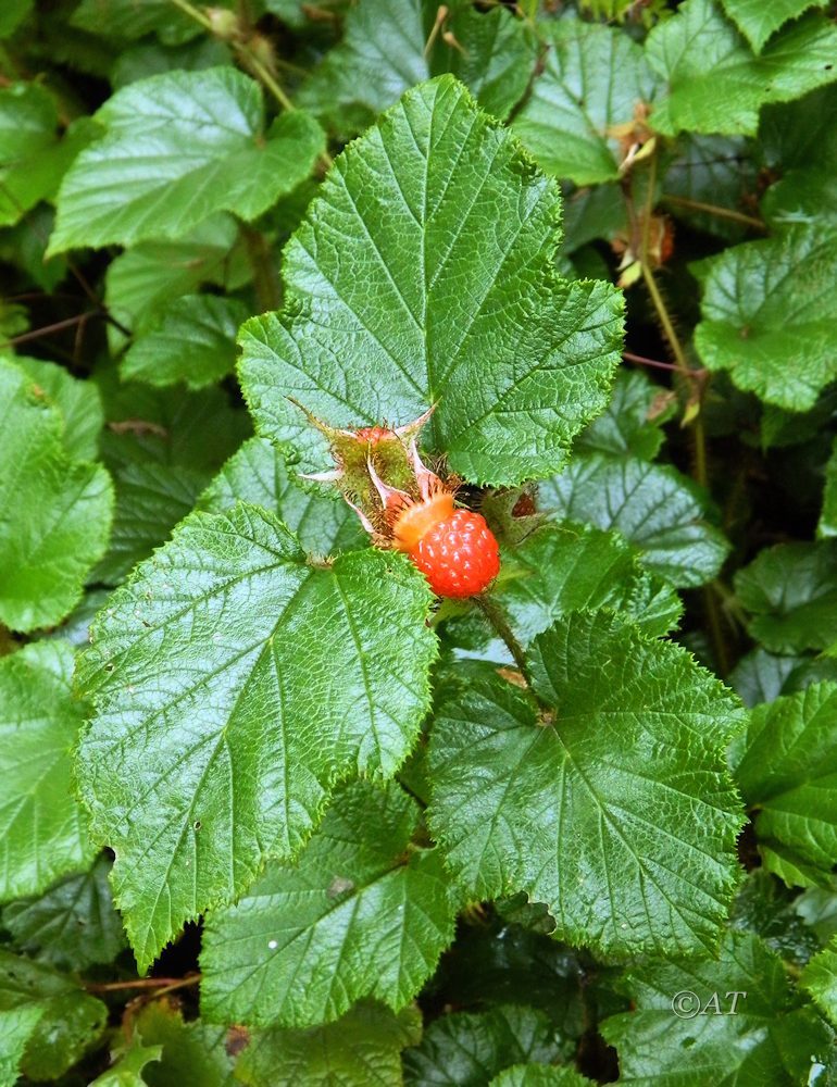 Изображение особи Rubus tricolor.