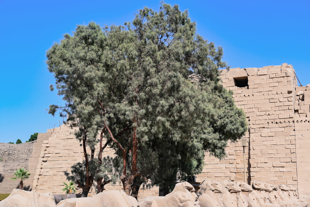 Image of Casuarina equisetifolia specimen.