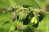 Pulmonaria obscura