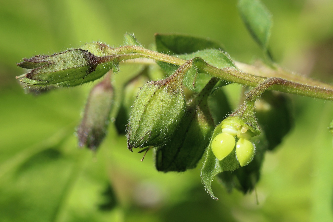 Image of Pulmonaria obscura specimen.