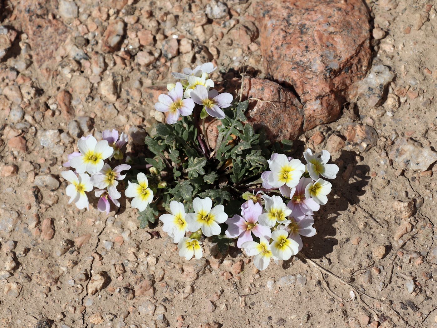 Image of Chorispora sabulosa specimen.