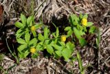 Ranunculus kedranus. Верхушки цветущих побегов. Хакасия, Орджоникидзевский р-н, берег оз. Ивановское, ≈ 1000 м н.у.м., луговой склон, у края снежника. 08.06.2022.