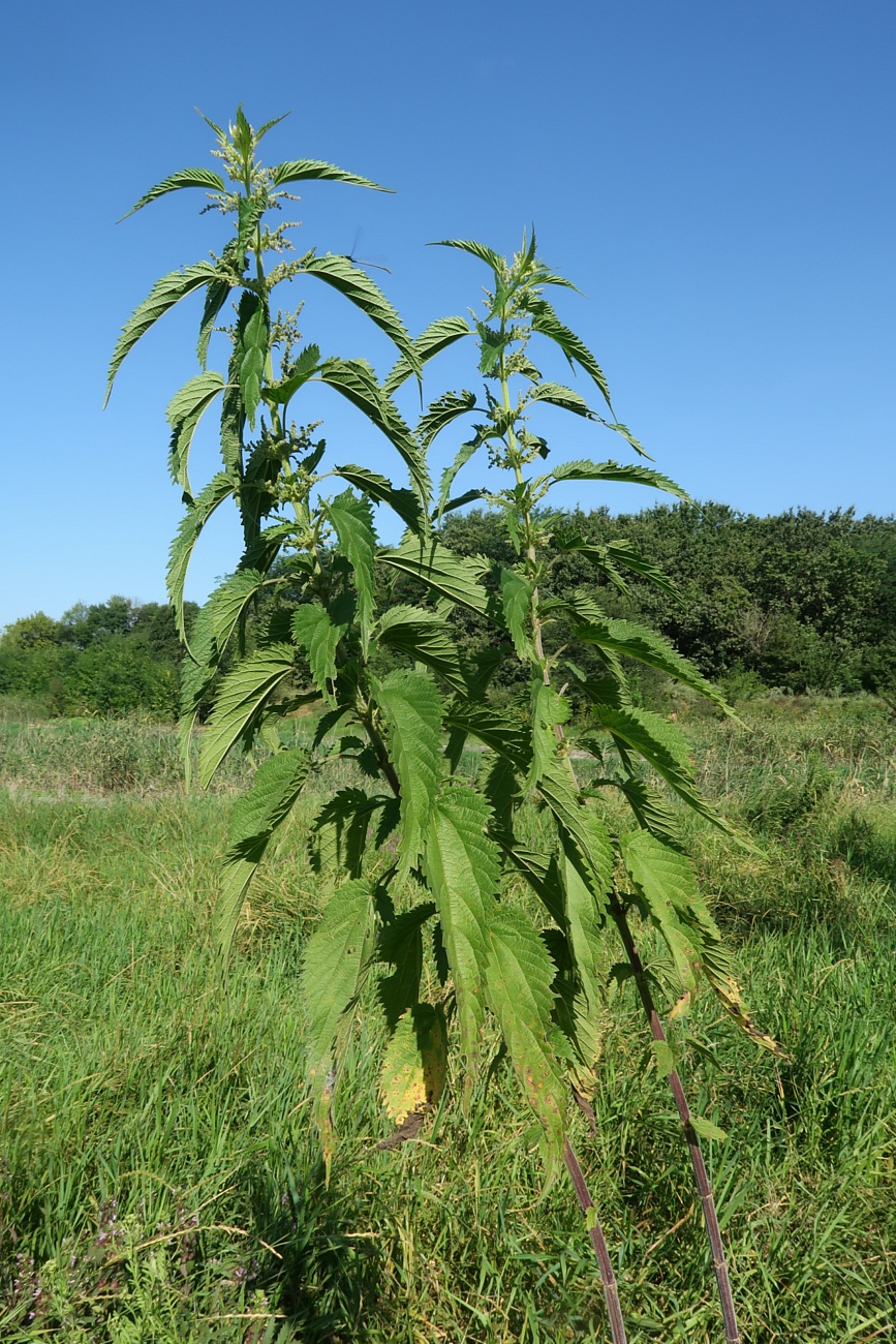 Изображение особи Urtica galeopsifolia.