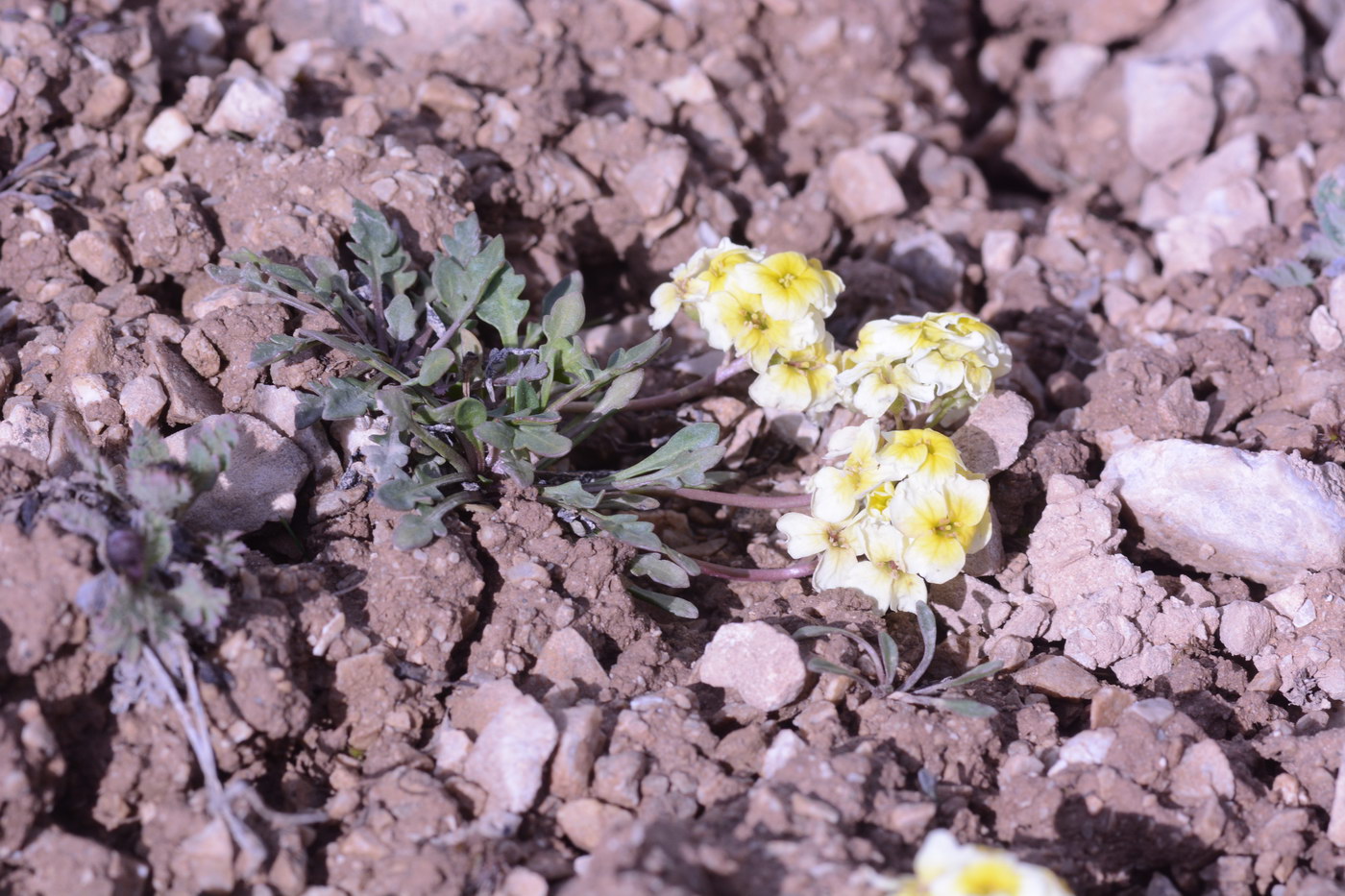 Image of Chorispora sabulosa specimen.