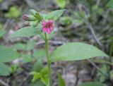 Pulmonaria obscura. Верхушка цветущего растения. Пермский край, г. Пермь, Дзержинский р-н, м-н Акуловский, смешанный лес. 13.05.2023.