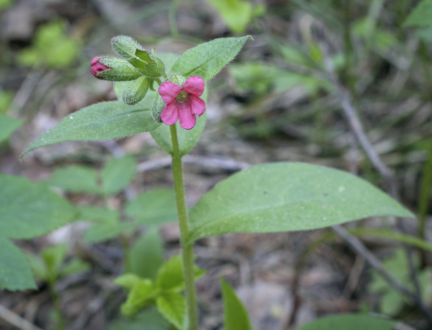 Image of Pulmonaria obscura specimen.