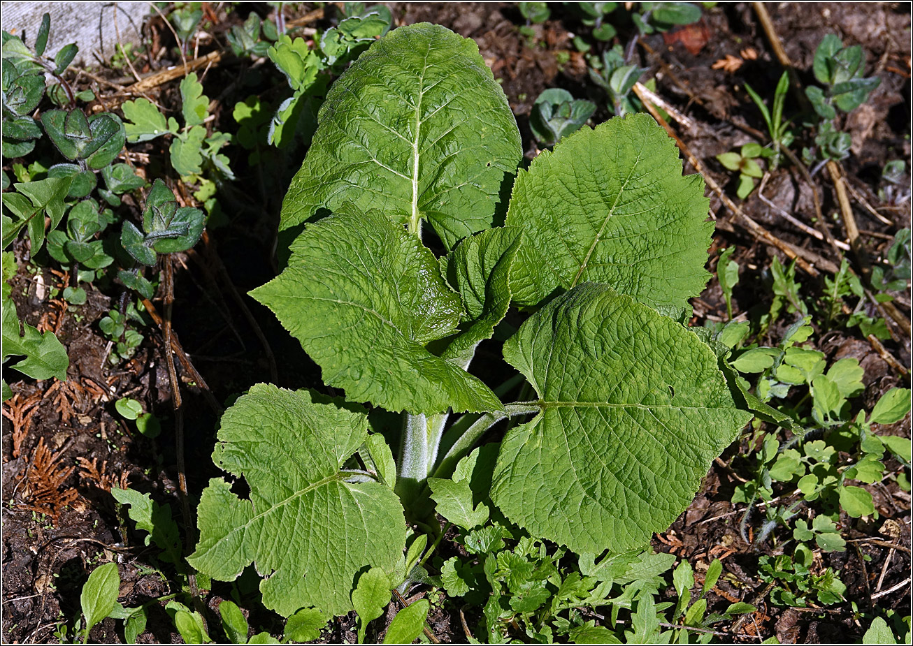 Image of Telekia speciosa specimen.