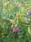 Vicia amurensis
