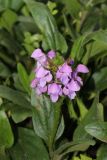 Prunella grandiflora. Соцветие. Томская обл., г. Томск, Академгородок, в культуре. 17.07.2023.