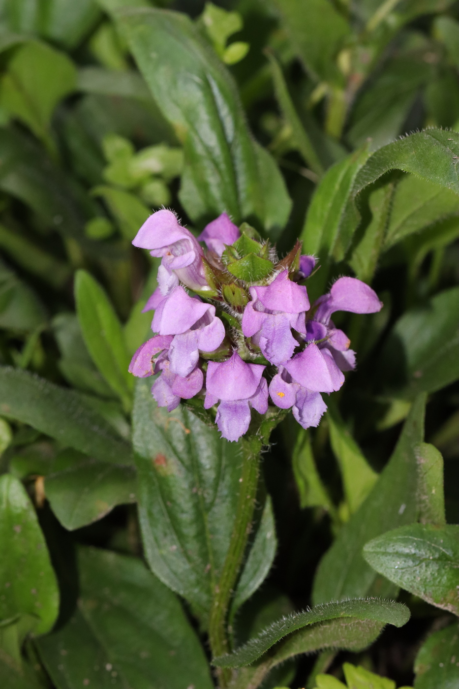 Image of Prunella grandiflora specimen.