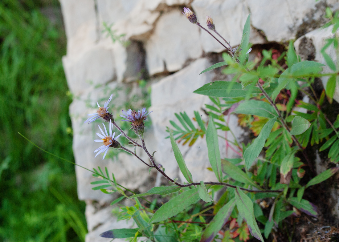 Image of Aster sibiricus specimen.