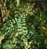 Astragalus galegiformis. Побег. Чечня, Шаройский р-н, долина р. Цесиахк, окр. Цеси, опушка лиственного леса. 09.08.2023.