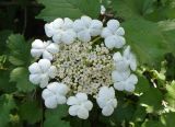 Viburnum opulus