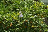 genus Duranta