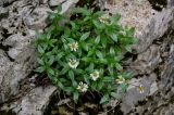 семейство Asteraceae. Цветущие растения. Грузия, Имеретия, окр. водопада Кинчха, на скале. 15.06.2023.