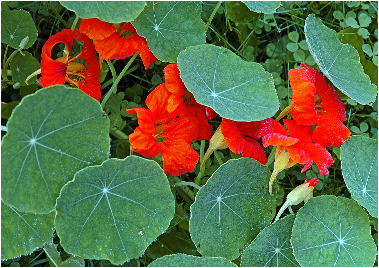 Изображение особи Tropaeolum majus.