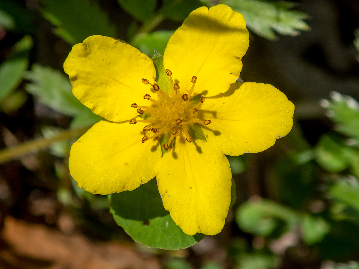 Изображение особи Potentilla anserina.