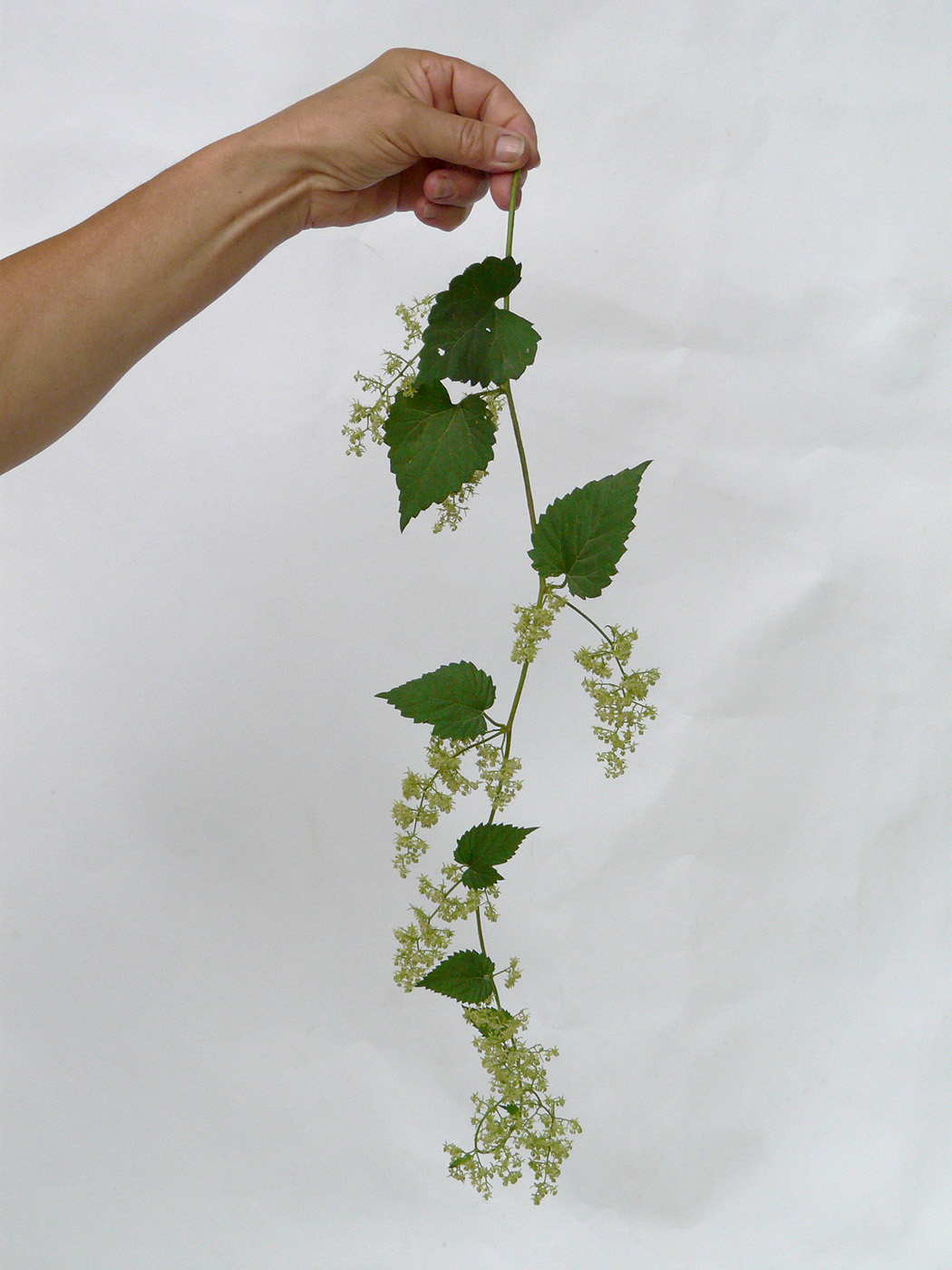 Image of Humulus lupulus specimen.