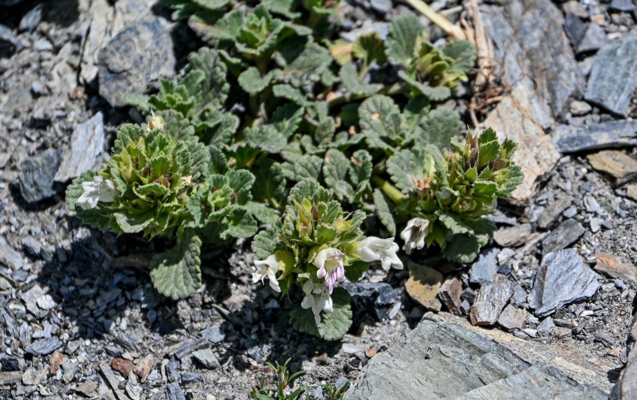 Изображение особи Dracocephalum heterophyllum.