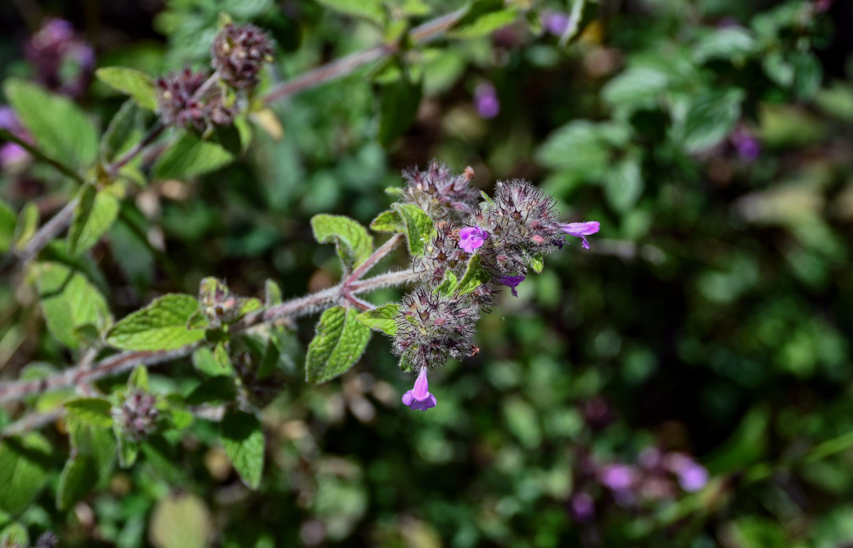 Image of Clinopodium vulgare specimen.