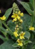 Verbascum songaricum. Верхушка соцветия. Киргизия, Джалал-Абадская обл., Западный Тянь-Шань, долина р. Афлатун, ≈ 1500 м н.у.м., каменистый берег реки, окраина зарослей кустарников. 11.07.2022.