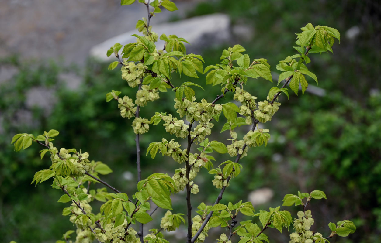 Image of Ulmus minor specimen.