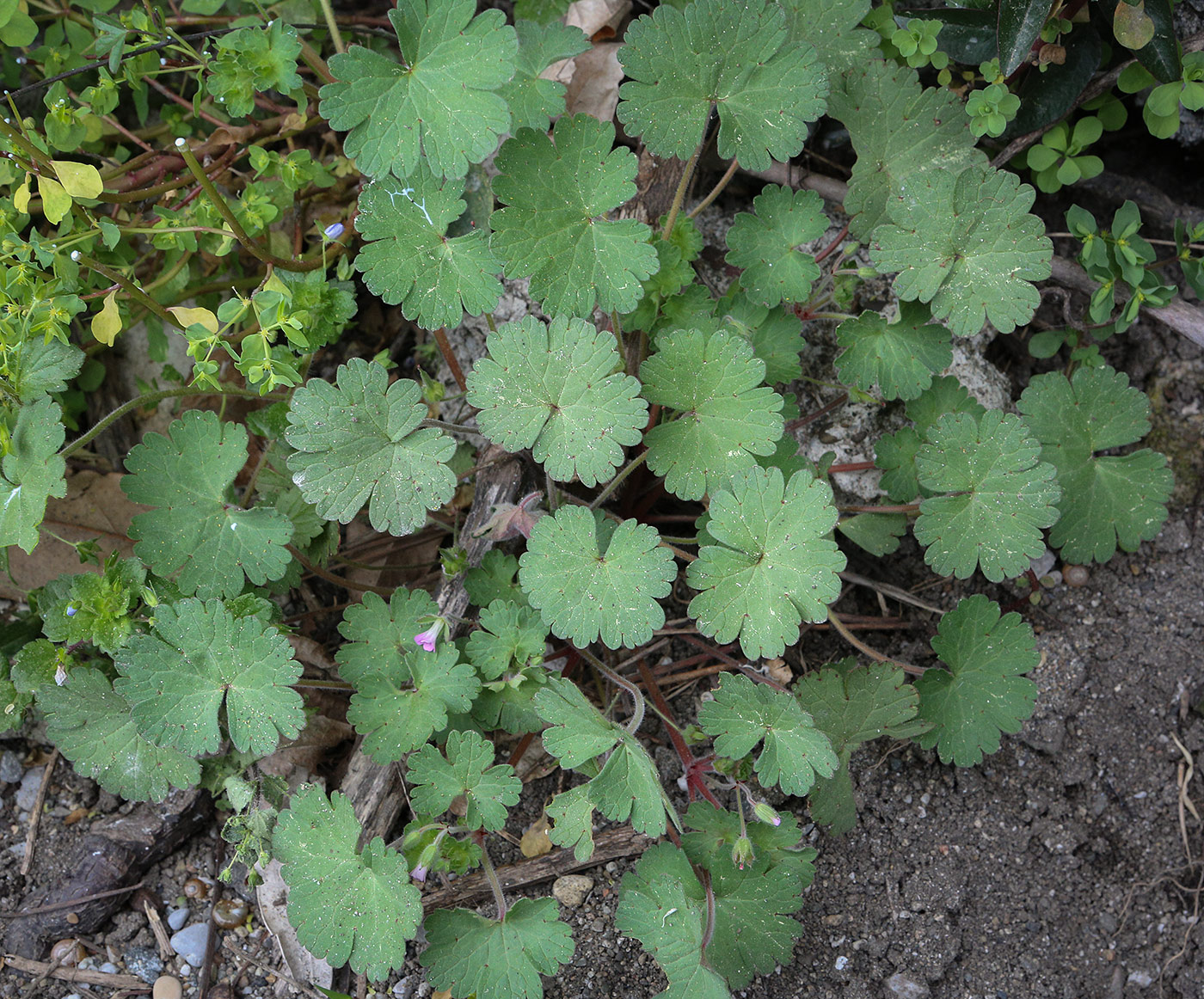 Image of Geranium rotundifolium specimen.