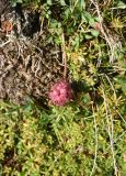 Trifolium raddeanum