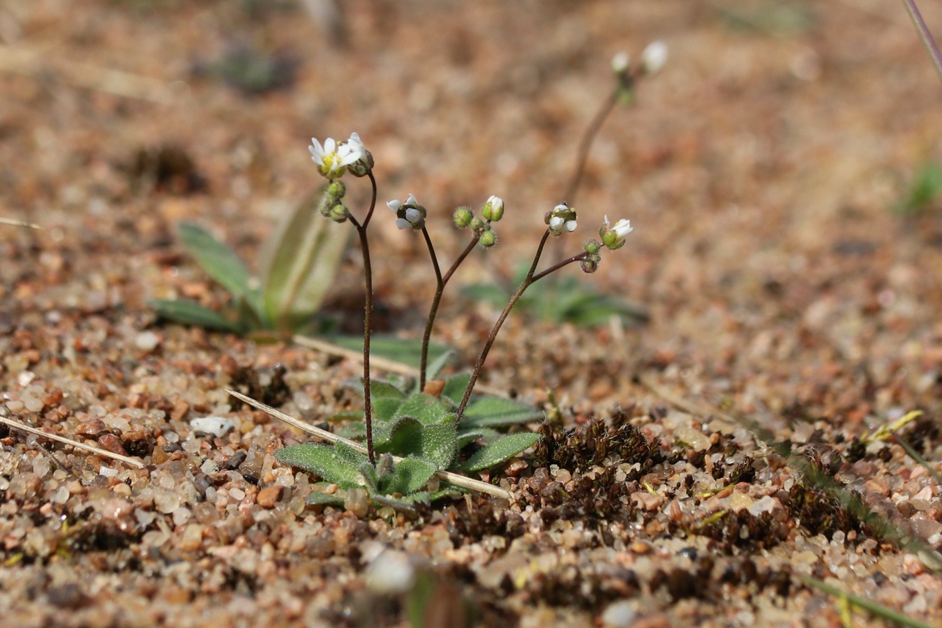 Image of Erophila verna specimen.