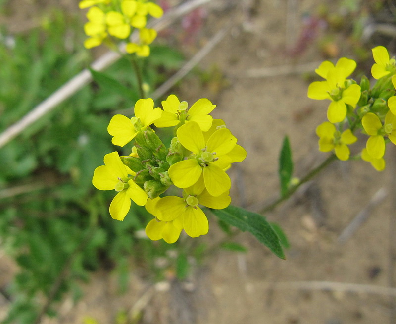 Изображение особи Erysimum hieraciifolium.