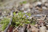 Viola sacchalinensis