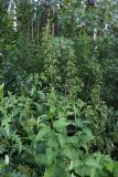Scrophularia nodosa