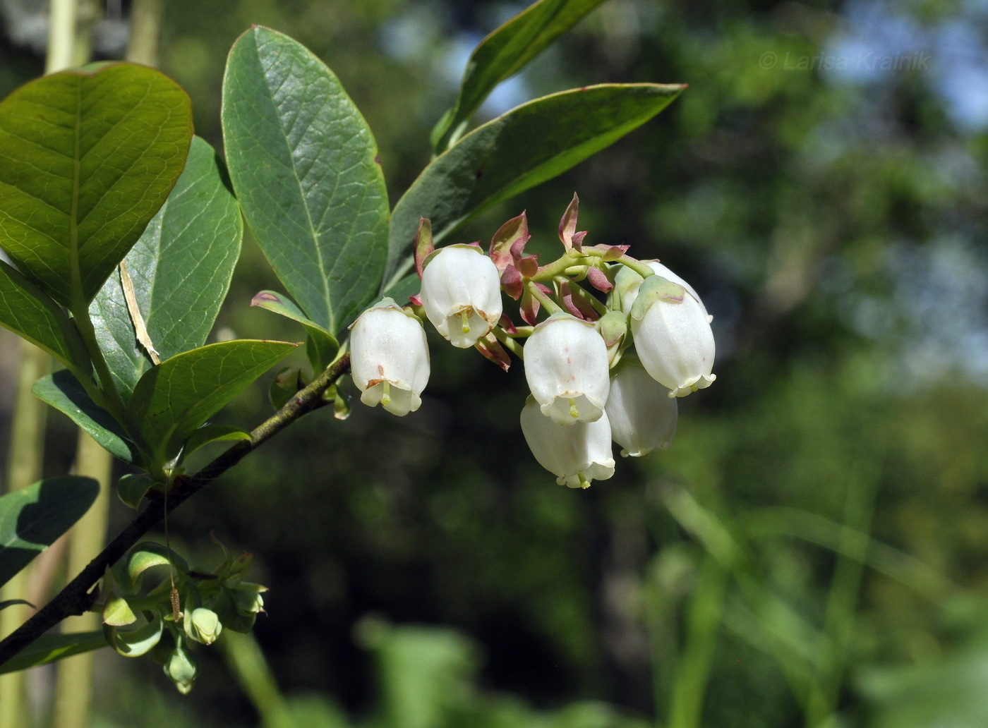 Изображение особи Vaccinium corymbosum.
