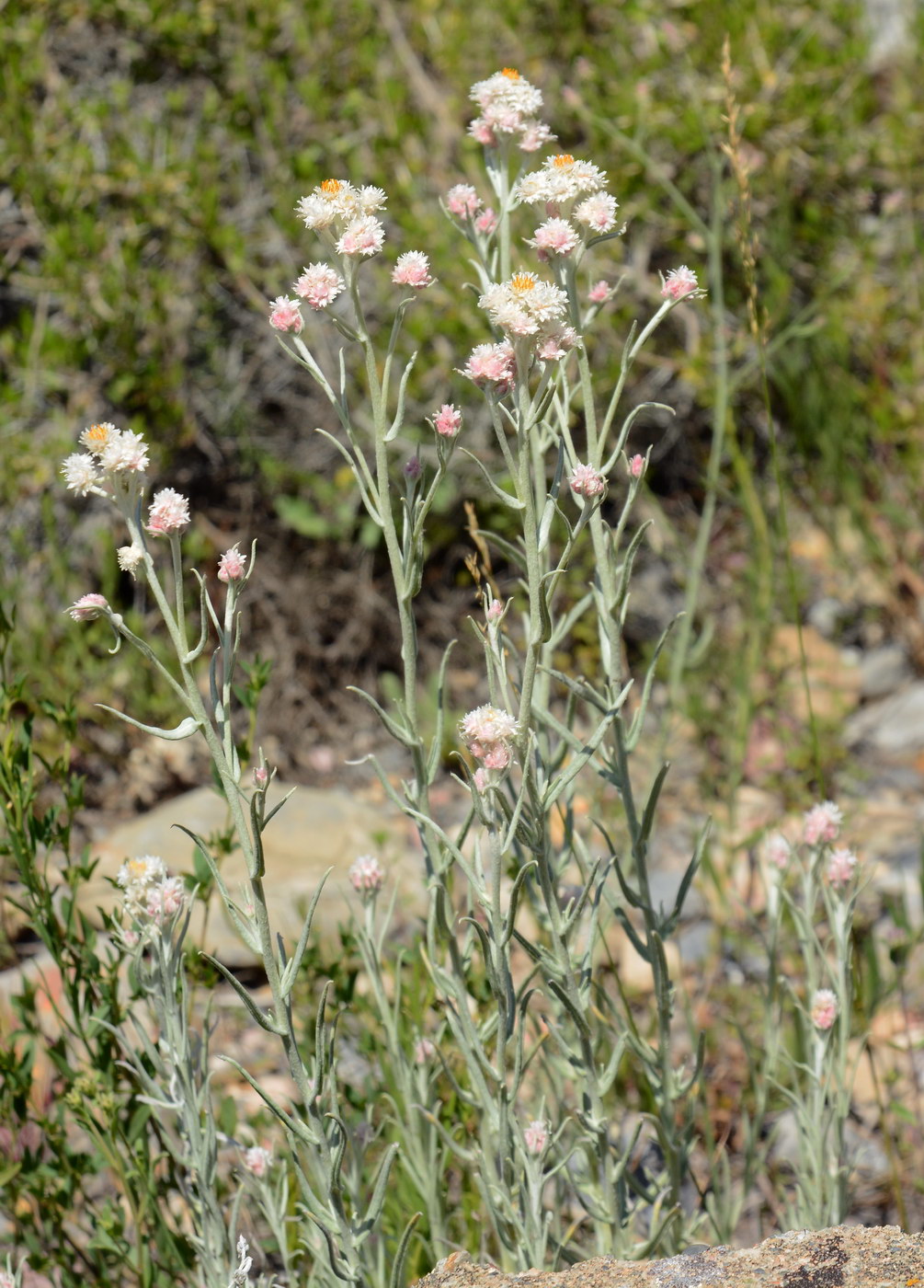 Image of Anaphalis racemifera specimen.