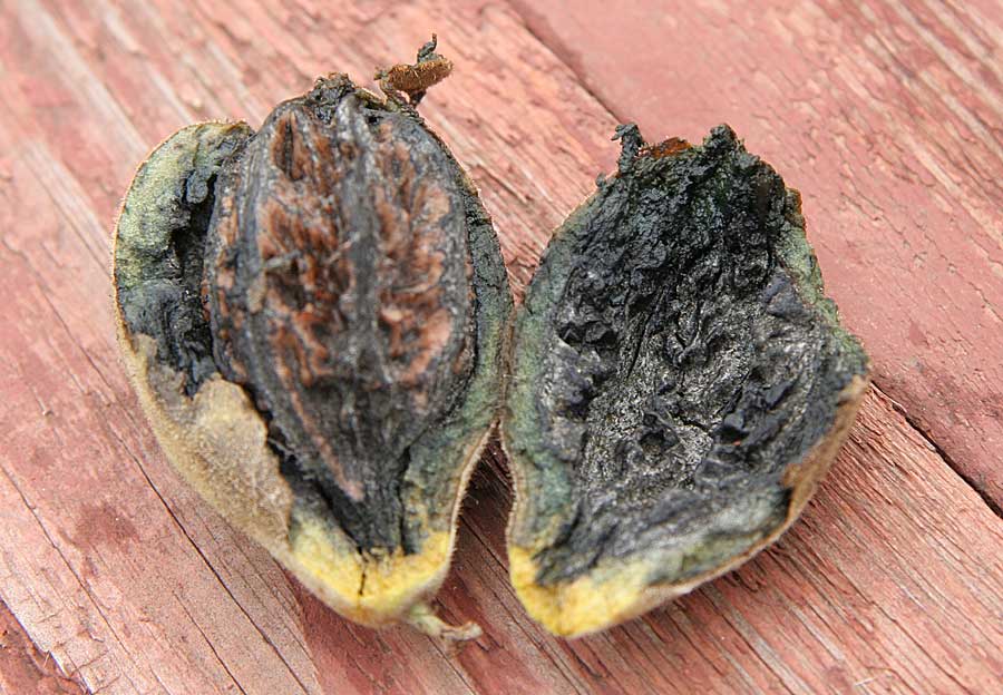 Image of Juglans mandshurica specimen.