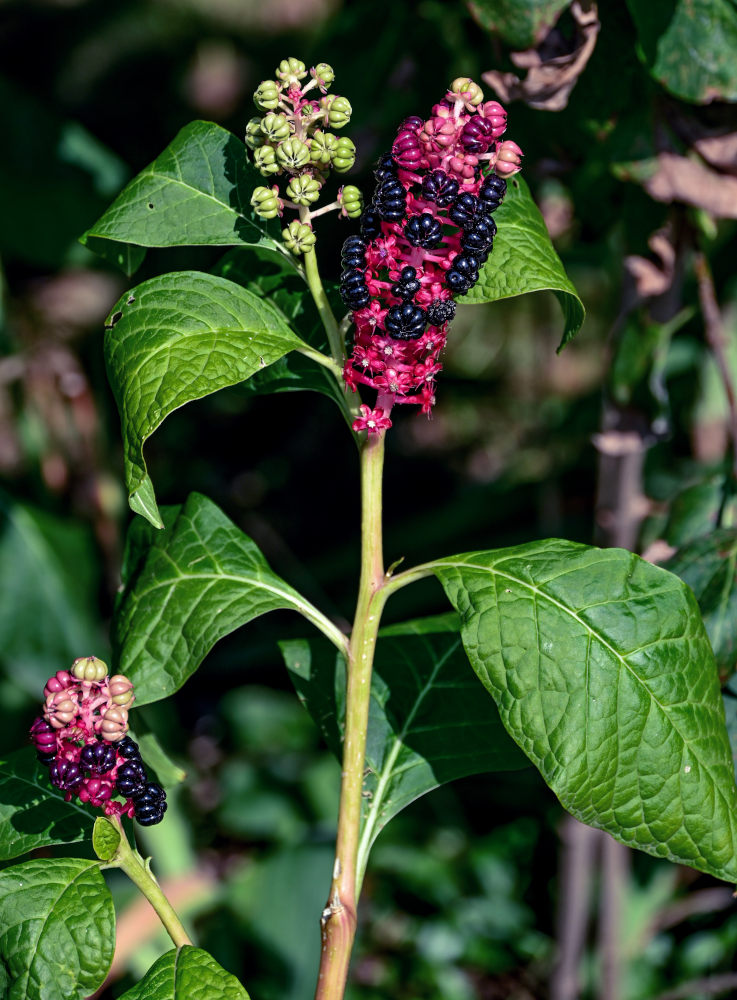 Image of Phytolacca acinosa specimen.