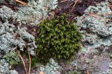 Hedwigia ciliata