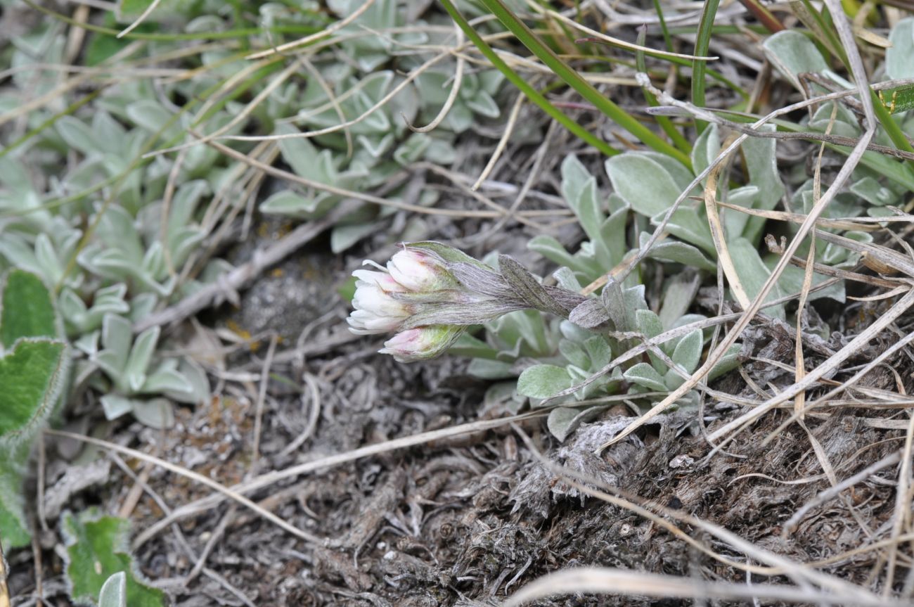 Изображение особи Antennaria caucasica.