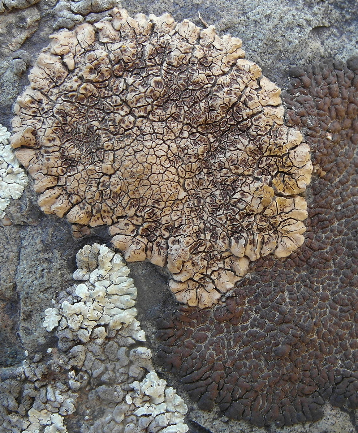 Изображение особи Acarospora bullata.